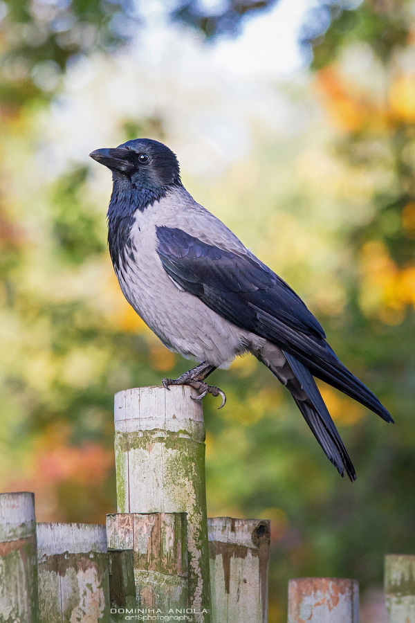 Hooded Crow