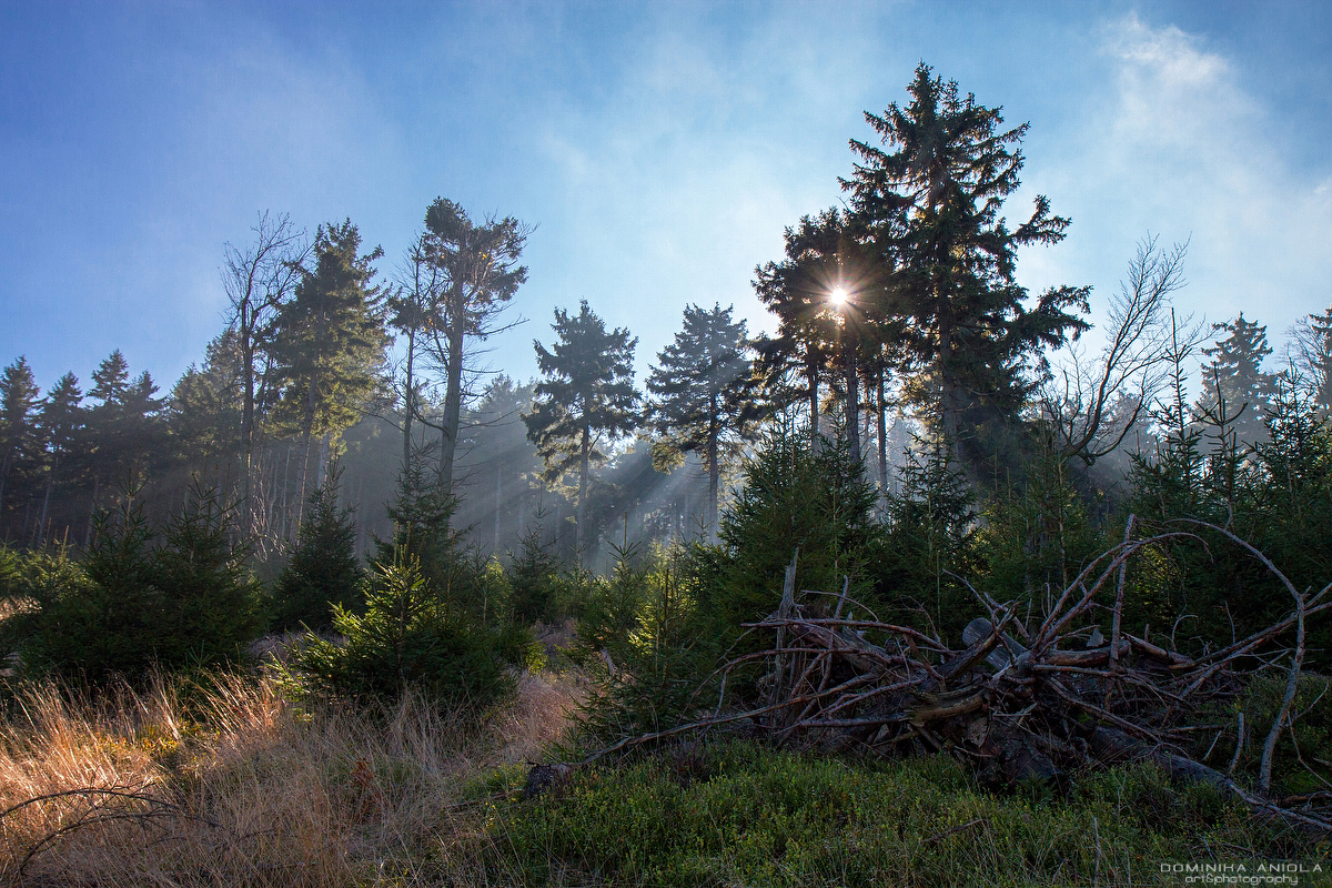 Owl Mountains #1