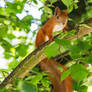 Red Squirrel #1