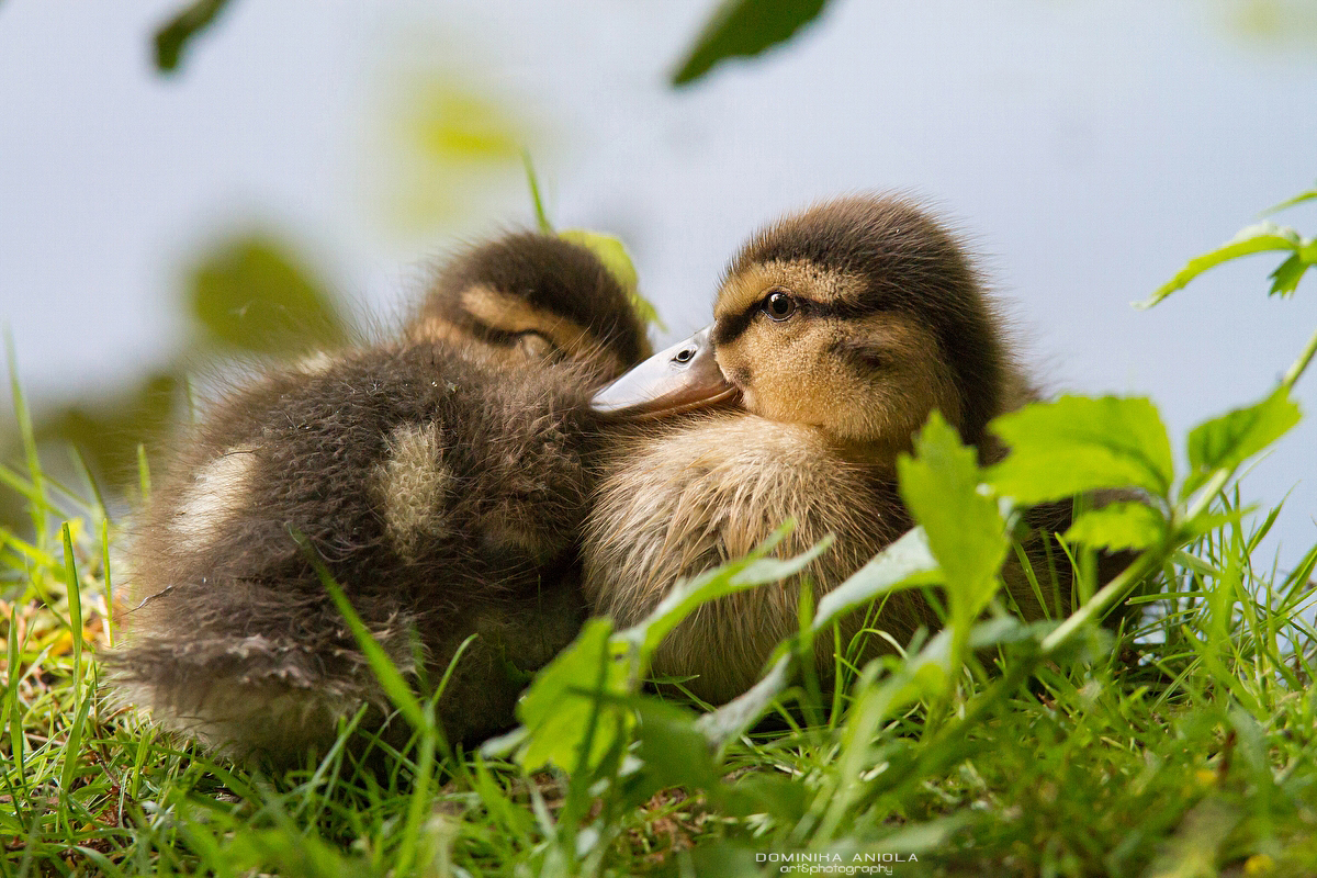 Mallard #8