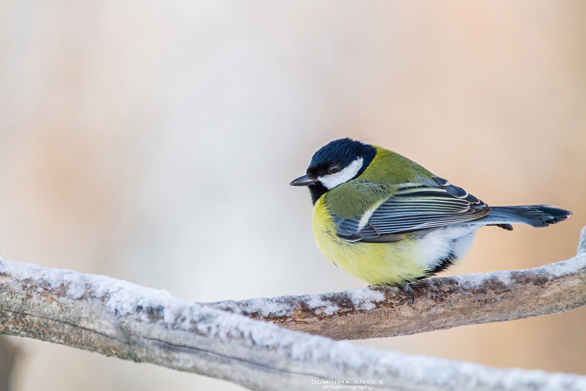 Great Tit #2