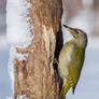 Grey-Headed Woodpecker