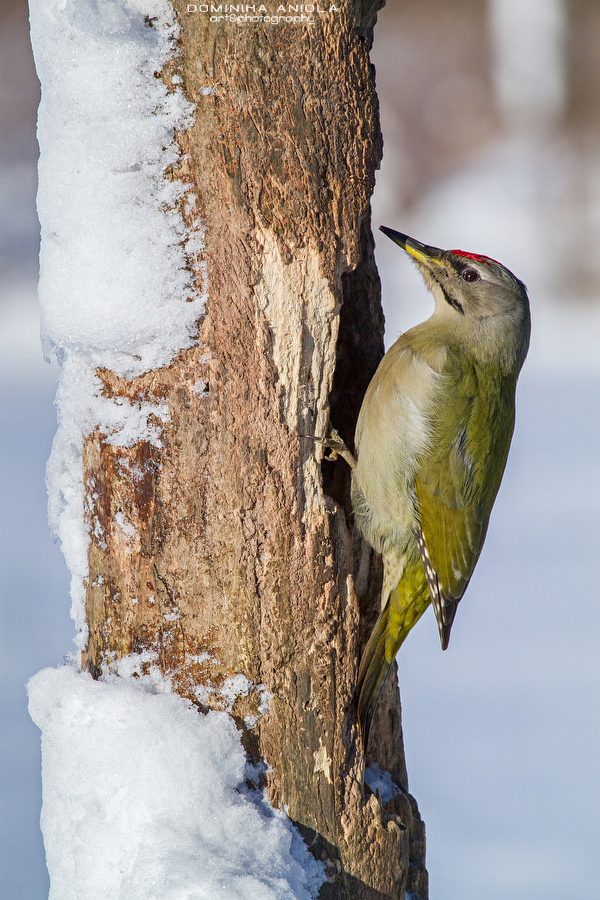 Grey-Headed Woodpecker