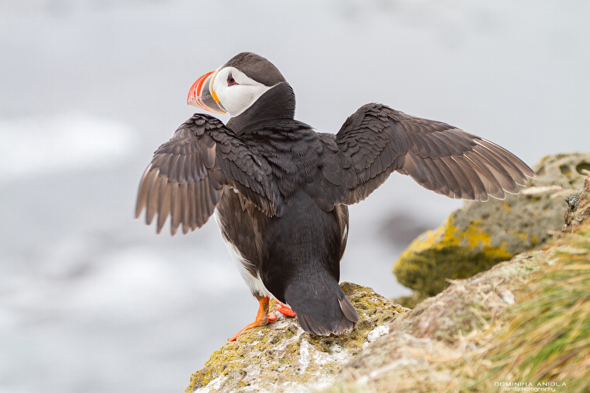 Stretching Wings