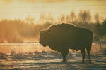 Bison Silhouette by DominikaAniola