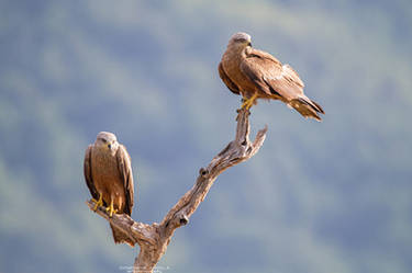 Black Kites