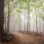 A Walk In The Foggy Forest