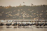 Common Cranes At Sunrise by DominikaAniola