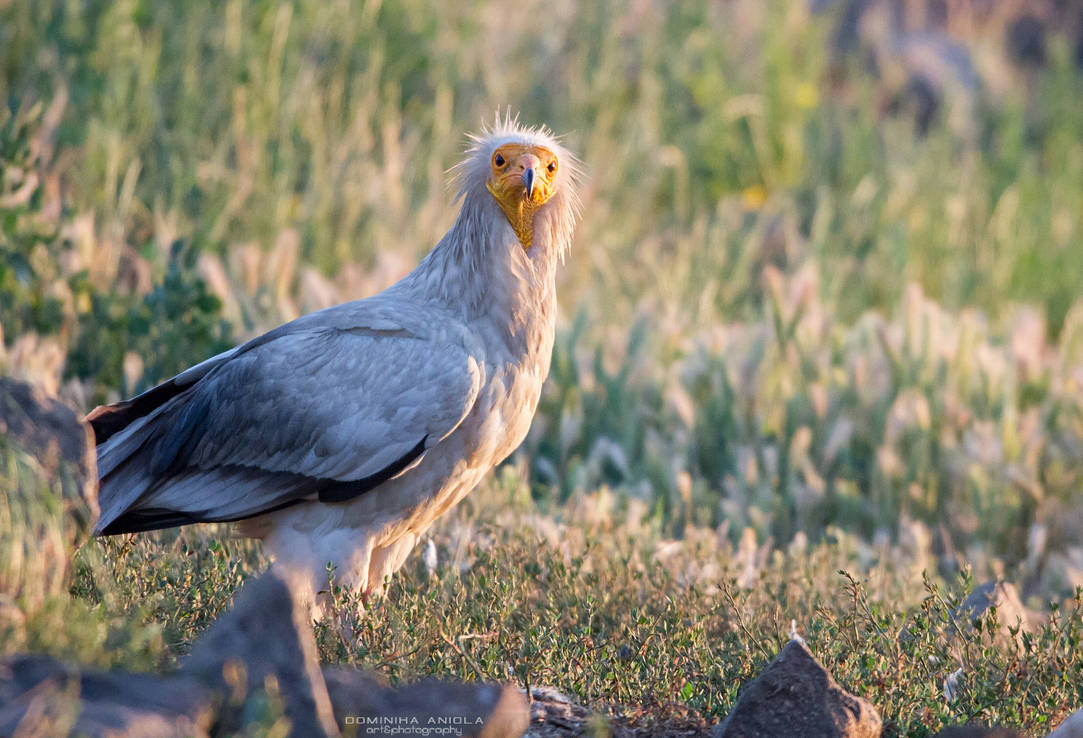 Grumpy by DominikaAniola on DeviantArt