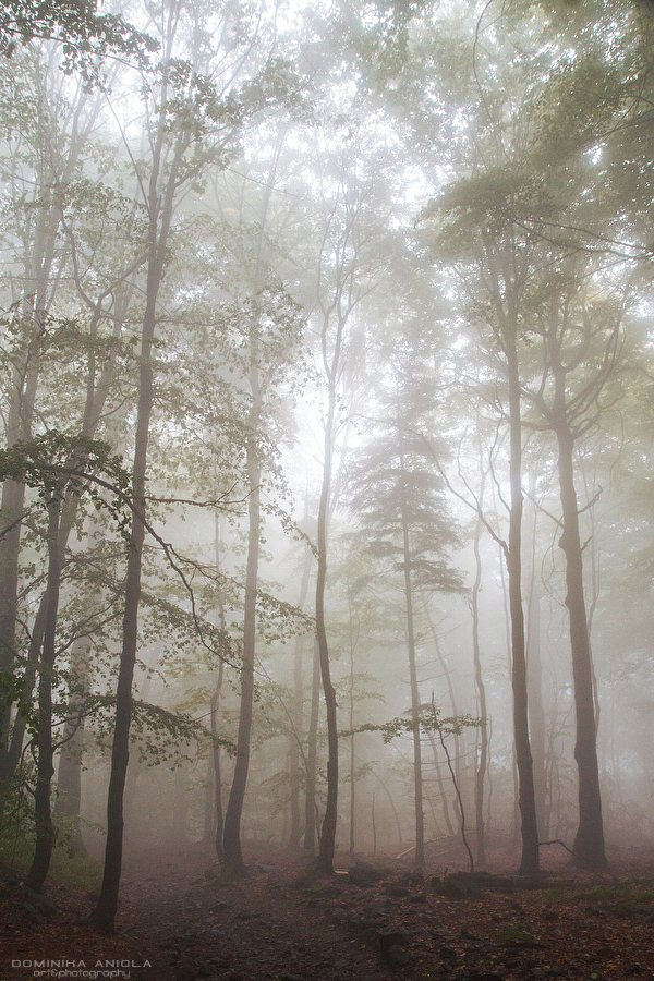 Autumn's Fog