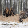 White-Tailed Eagle #1