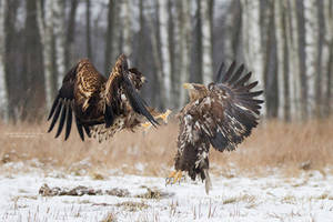 White-Tailed Eagle Fight