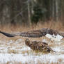White-Tailed Eagle #2