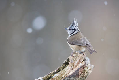 European Crested Tit