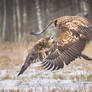 White-Tailed Eagle #3