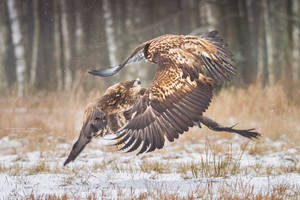 White-Tailed Eagle #3
