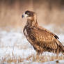 Young White Tailed Eagle