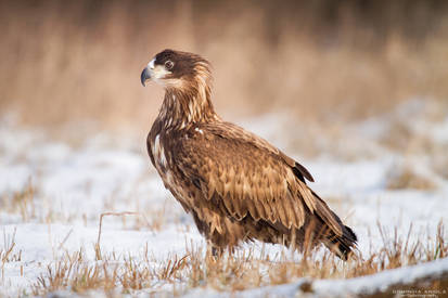 Young White Tailed Eagle