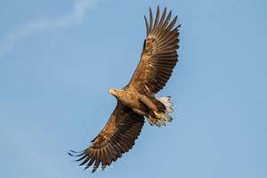 White Tailed Eagle From Below