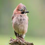 Punk Eurasian Jay