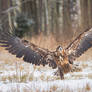 White-Tailed Eagle #9