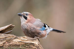 Eurasian Jay #2