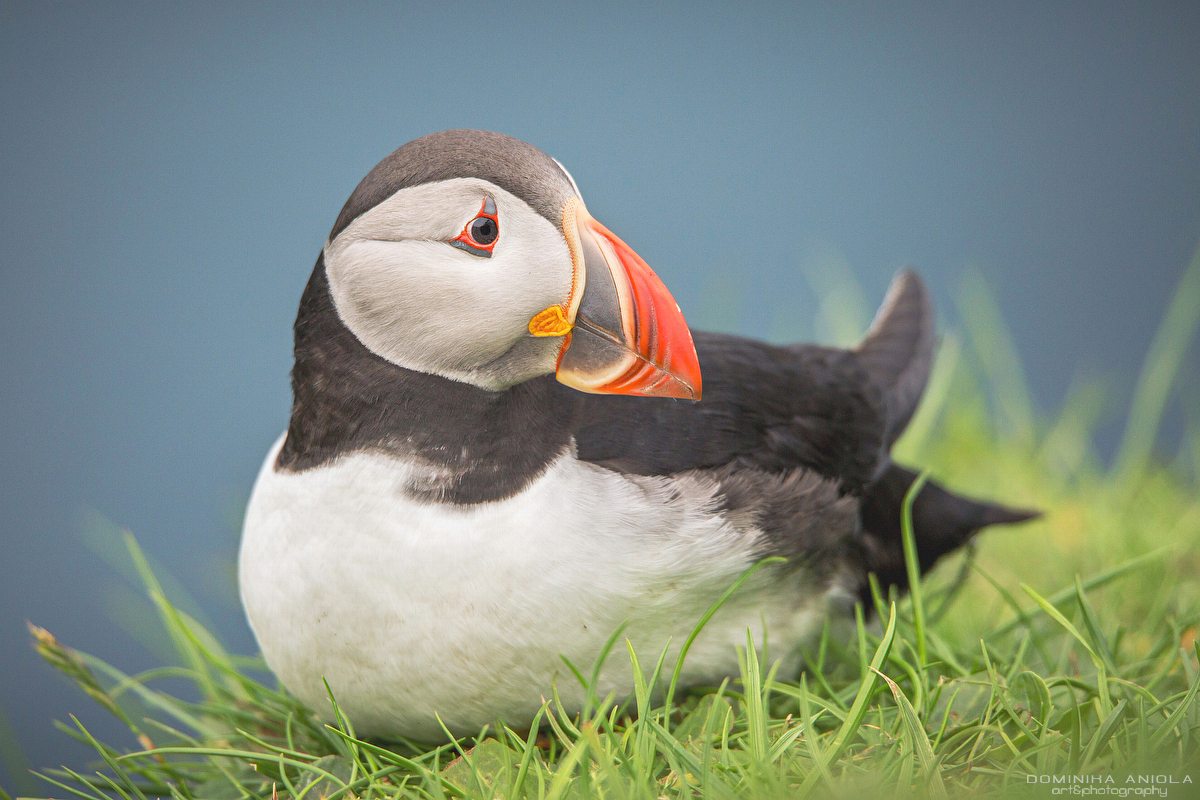 Puffin4 Atlantic Puffin #4 by DominikaAniola on DeviantArt
