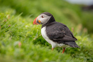 Atlantic Puffin #5