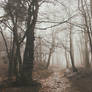 Spooky forest