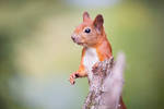 Red Squirrel #2 by DominikaAniola