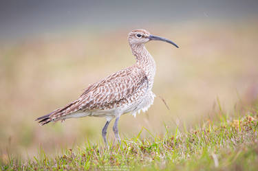 Eurasian whimbrel #1