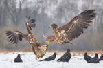White-tailed eagles by DominikaAniola