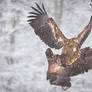 White-Tailed Eagle #12