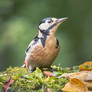 Great Spotted Woodpecker #3