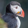 Atlantic Puffin #7