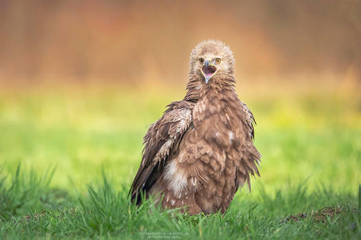 Lesser Spotted Eagle #2