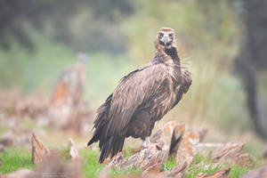 Cinereous vulture #1