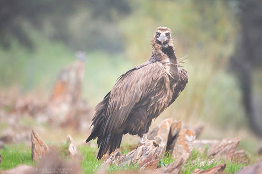 Cinereous vulture #1