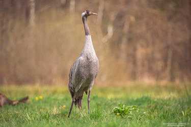 Common Crane #2 by DominikaAniola