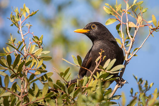 Common blackbird #1