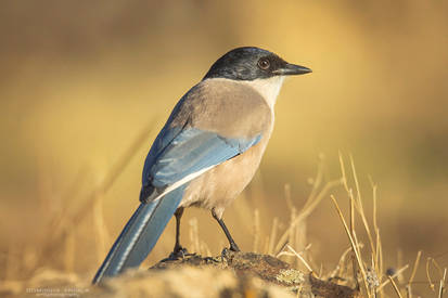 Iberian magpie #3