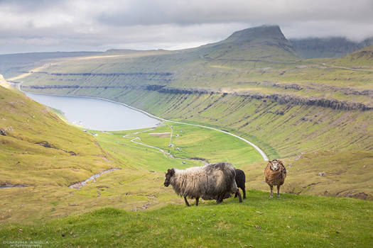 Faroe Islands #6