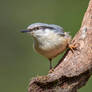 Eurasian Nuthatch #3