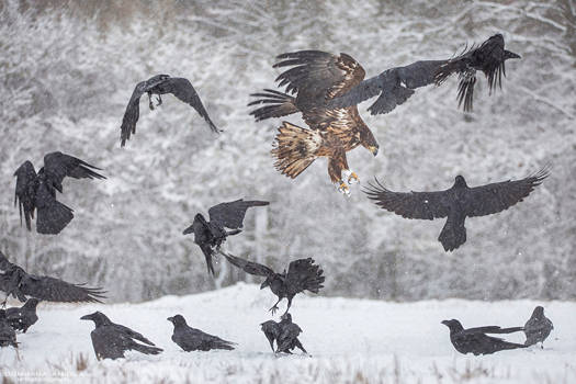 White-Tailed Eagle and Ravens