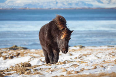 Icelandic Horse #2