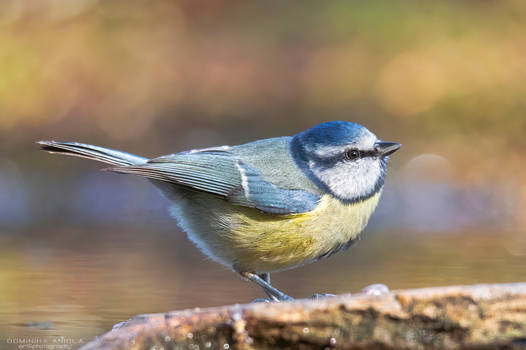 Eurasian Blue Tit #3