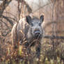 Wild boar #2