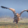 White-Tailed Eagle #16