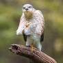 Sparrowhawk #2