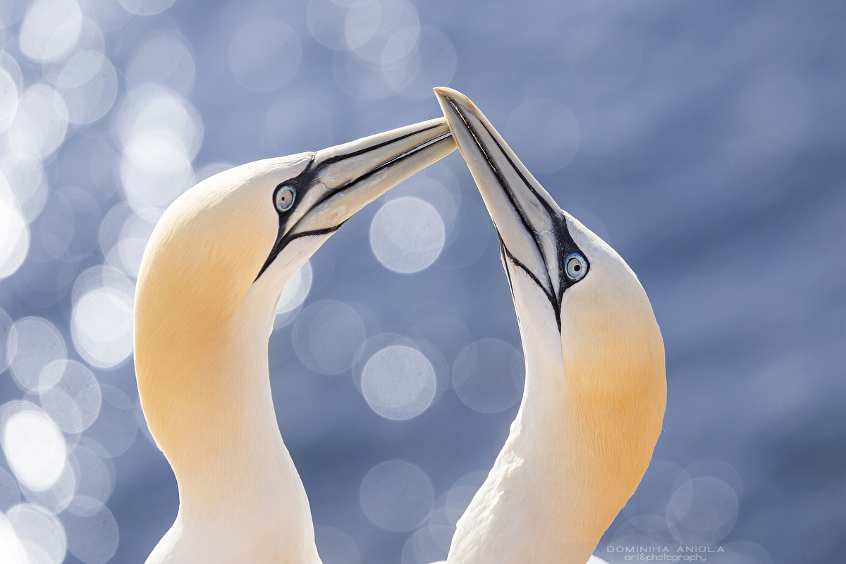 Northern Gannet #1
